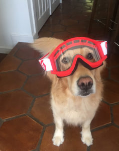 Emma Virjan's dog Bella in her goggles